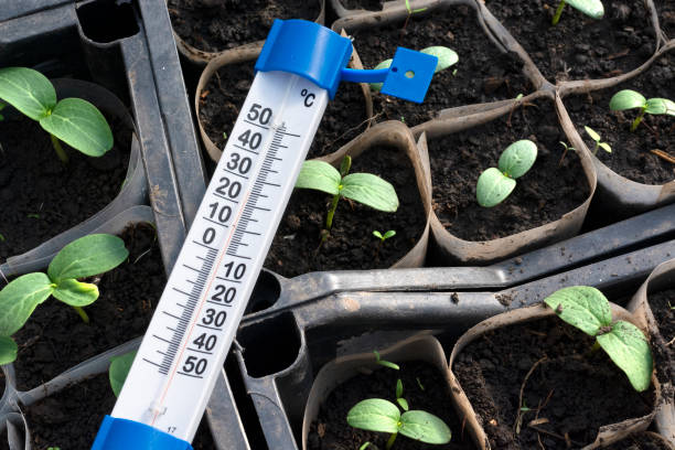 istock Growing cucumber seedlings in the greenhouse 1131987786