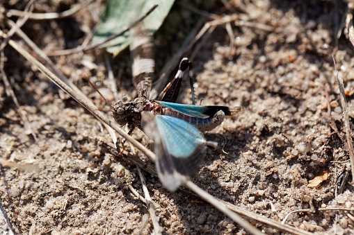 A blue-winged grasshopper, Oedipoda caerulescens, with sandy soil as background.