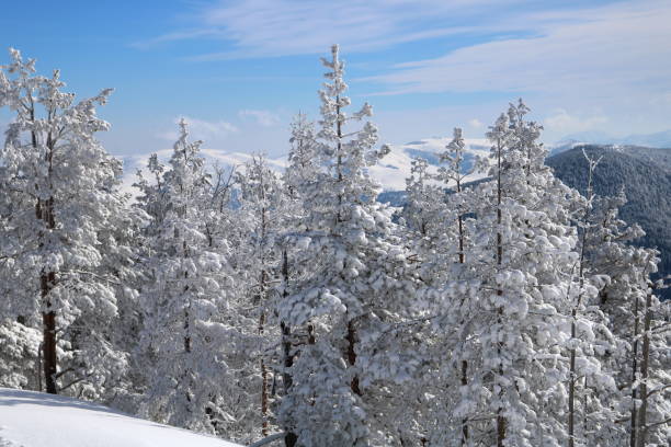 istock Spruce Tree Forest Covered by Snow in Winter 1131989472