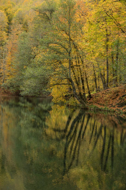 istock Reflection on lake at the Yedigoller National Park 1131990789