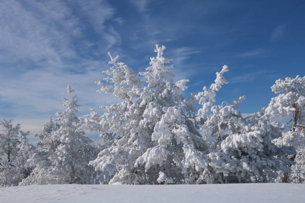 istock Spruce Tree Forest Covered by Snow in Winter 1131992581