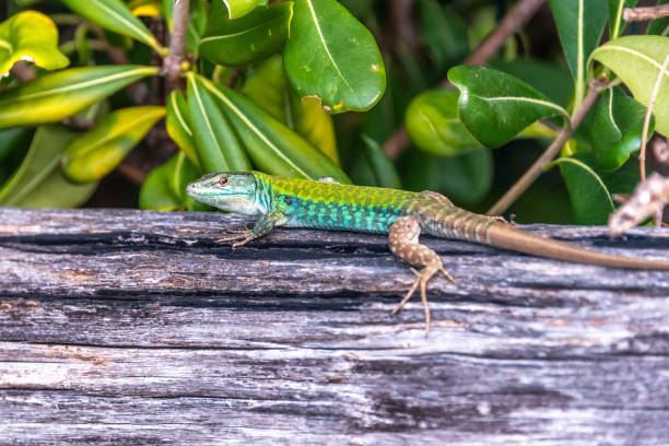 istock Turquoise and Green Lizard on a Wooden Rail Closeup 1131992848