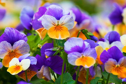 Pansy flowers natural pattern at french valensole countryside– relax landscape in Provence, France