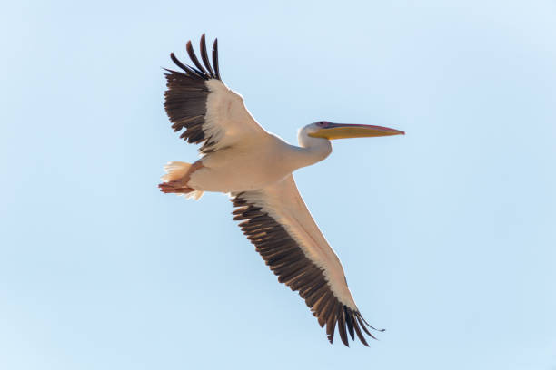 istock Pelican migration at Emek Hefer, Israel 1131993545