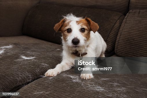 istock FURRY JACK RUSSELL DOG, SHEDDING HAIR DURING MOLT SEASON PLAYING ON SOFA. 1131996037