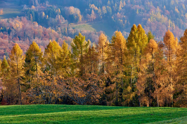 Autumn landscape at morning sunlight.