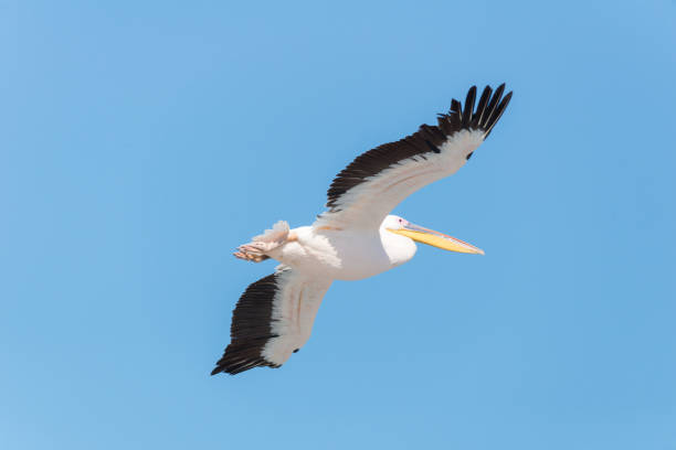 istock Pelican migration at Emek Hefer, Israel 1131996845