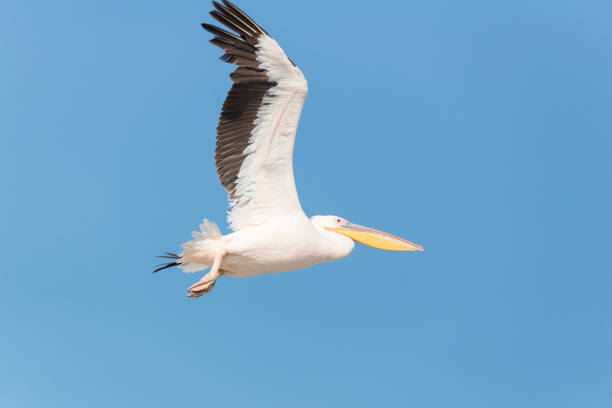 istock Pelican migration at Emek Hefer, Israel 1131996910