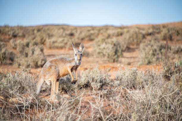 istock Underfed kangaroo looks at camera in barren bushland during a drought. 1131997065