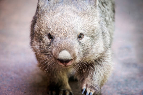 istock Wombat walking toward photographer 1131997068