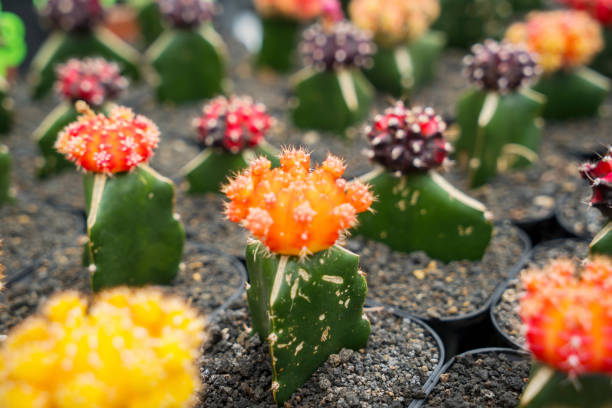 istock Beautiful flower cactus with different colors 1131997117