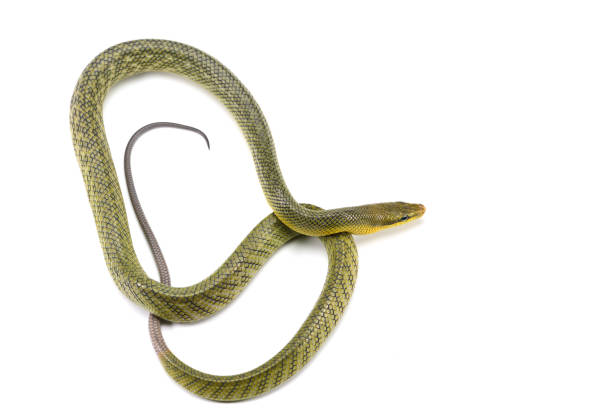 istock The red-tailed green ratsnake isolated on white background 1131998148