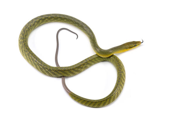 istock The red-tailed green ratsnake isolated on white background 1131998149