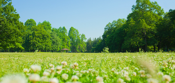 Sunny garden