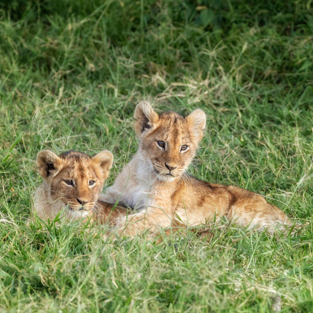 Playful lion cubs in the lush grass of the Masai Mara, Kenya