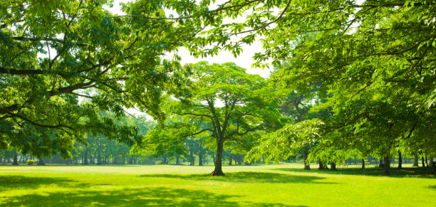 istock tree and lawn in the garden 1131998950