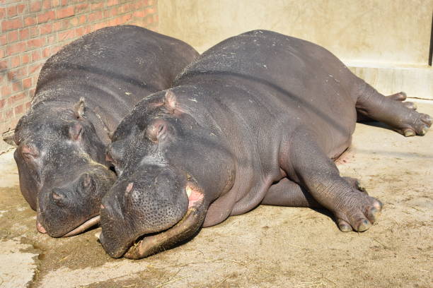 hippopotame, hippopotamus amphibius ou hippopotame - sub saharan africa photos et images de collection