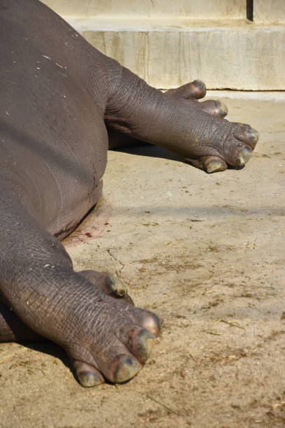 istock legs of the hippo 1132000552
