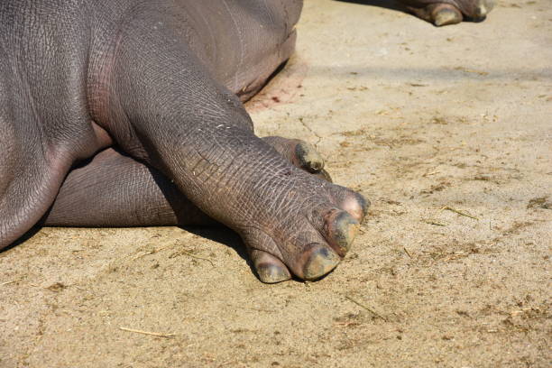 hippo