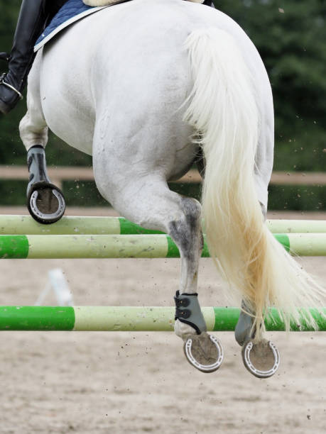 istock Horse Jumping Fence 1132004054