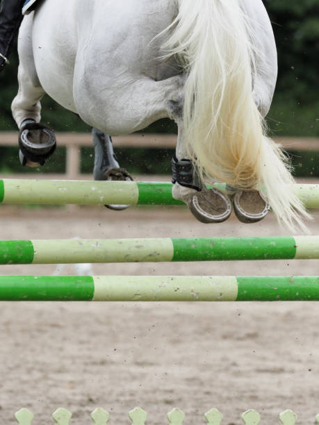 istock Horse Jumping Fence 1132004072