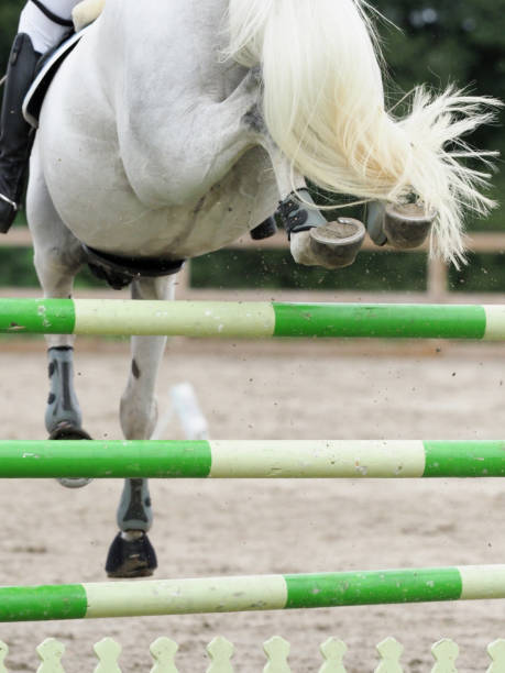 istock Horse Jumping Fence 1132004073