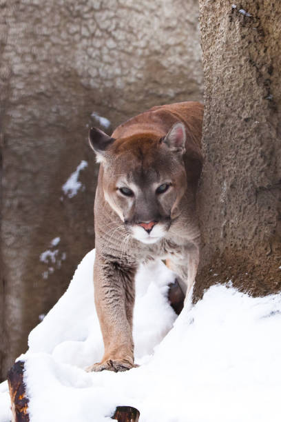 istock Powerful big cat puma on a snowy background 1132004448