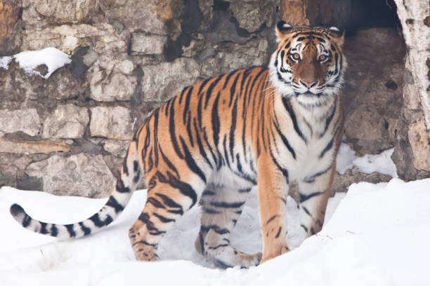 istock The Amur tiger against a stone wall 1132004566