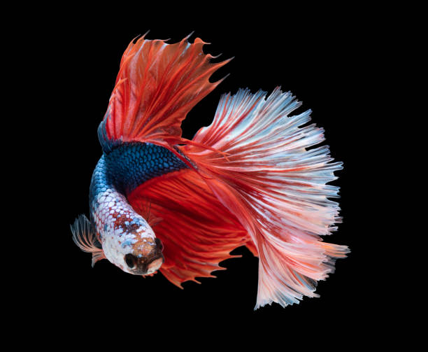 istock beautiful betta splendens isolated on black background (Fancy Halfmoon) 1132006447