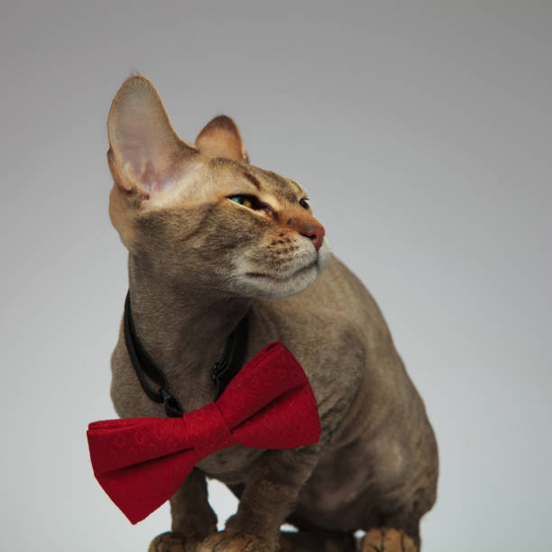 istock Cute little peterbald cat sitting 1132007717