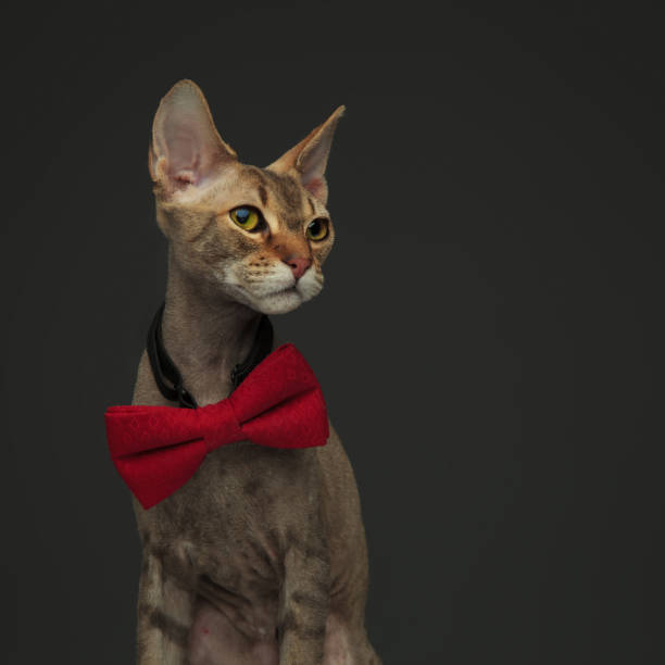 istock Cute little peterbald cat wearing a bow - tie 1132007788