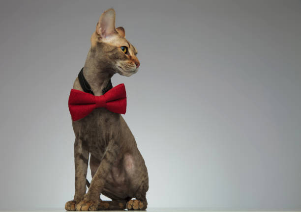 istock Cute little peterbald cat wearing a bow - tie 1132007819