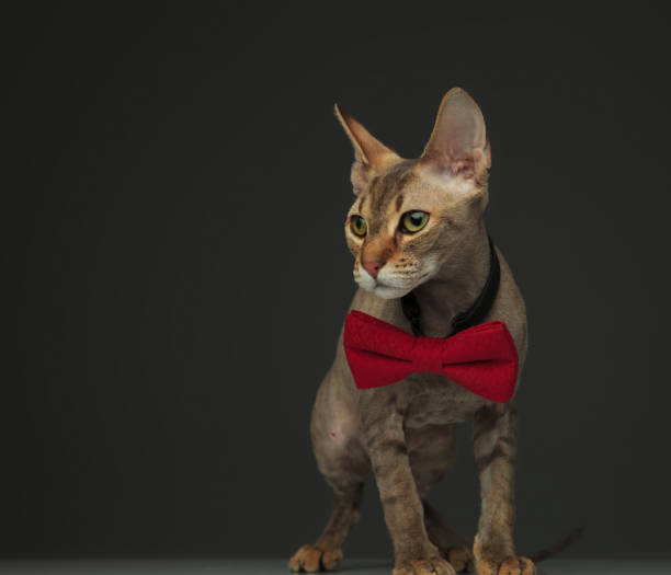 istock Cute little peterbald cat wearing a bow - tie 1132007829