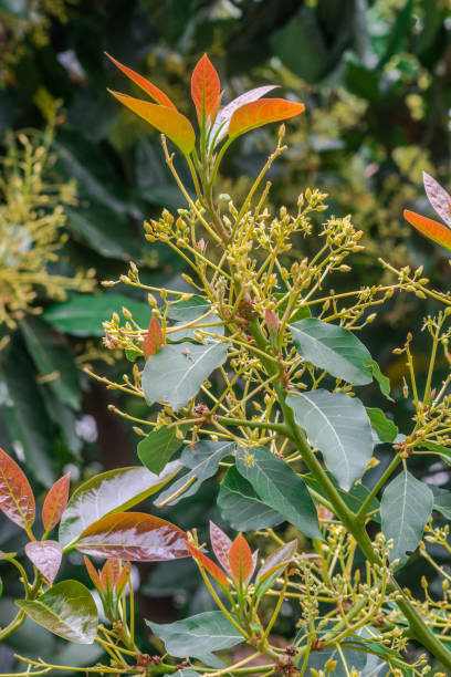 avocado flowers - persea imagens e fotografias de stock