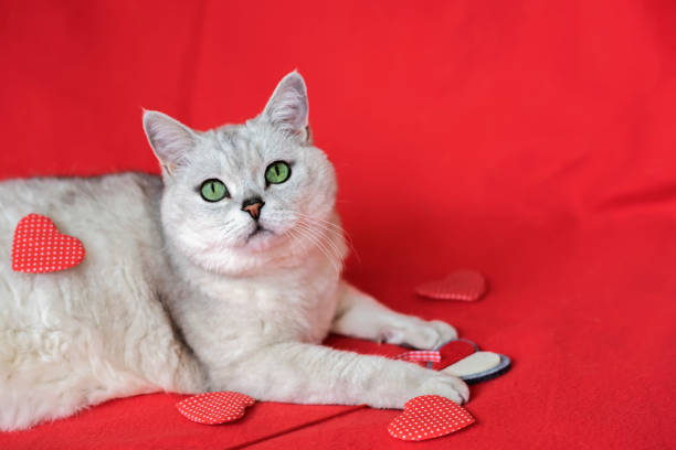 istock Large silver British cat against red background close up among scattered hearts 1132008857