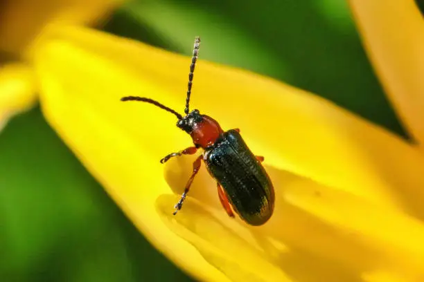 Photo of Beetle on petal