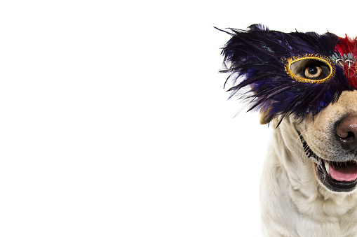 DOG  CARNIVAL OR MARDI GRAS FEATHER MASK. FUNNY LABRADOR WITH A PLUME EYEMASK. ISOLATED SHOT AGAINST WHITE BACKGROUND.