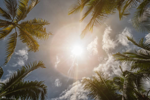 looking directly into the sun with halo effect surrounding palm leaves