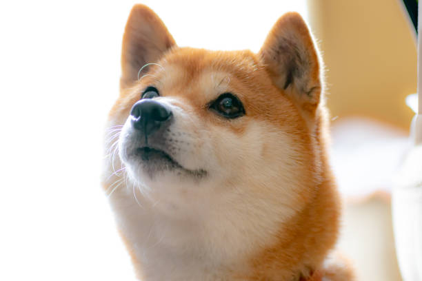 mame 日本犬 - 柴犬 ストックフォトと画像