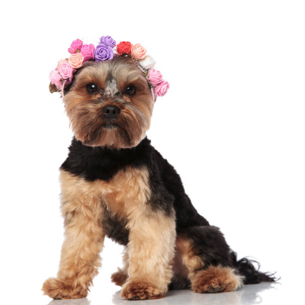 istock adorable seated yorkshire terrier wearing flowers crown 1132019442