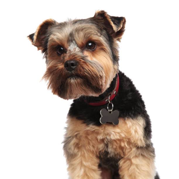 istock head of curious yorkshire terrier looking to side 1132019510