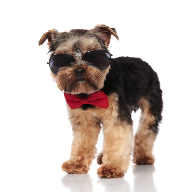 istock adorable yorkshire terrier wearing red bowtie and sunglasses standing 1132019529