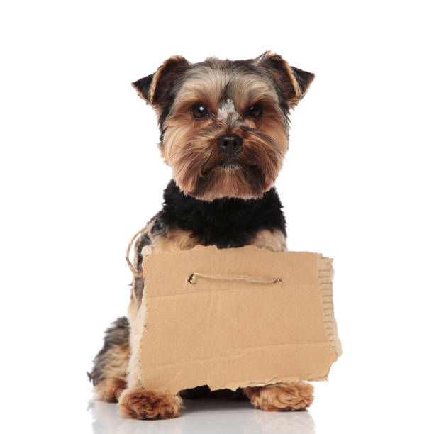 istock cute yorkshire terrier wearing carton billboard standing 1132019568