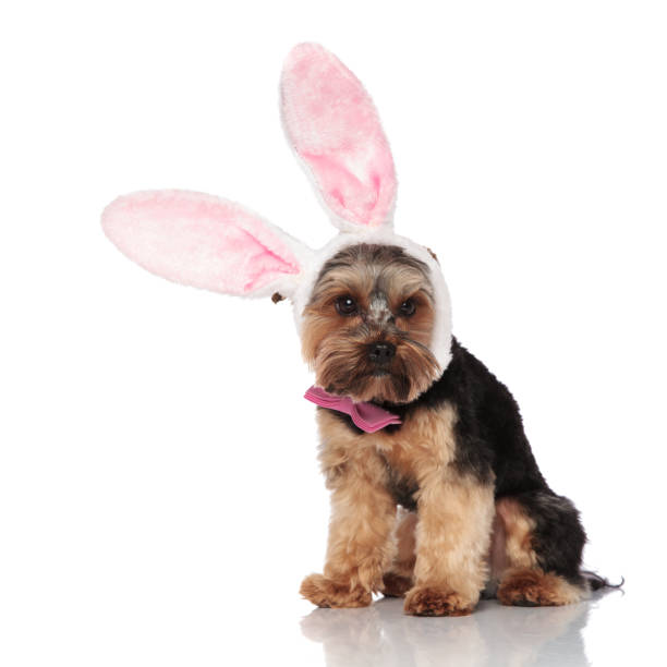 istock elegant yorkshire terrier wearing rabbit ears headband looks to side 1132019640