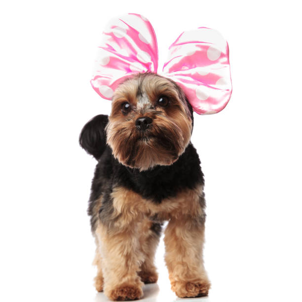 istock curious yorkshire terrier wearing pink ribbon looks up to side 1132019667