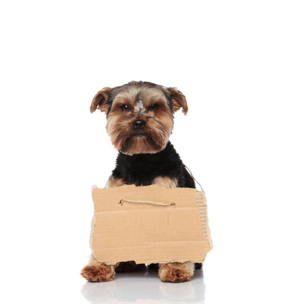 istock adorable beggar yorkshire terrier with carton sign sits 1132019716