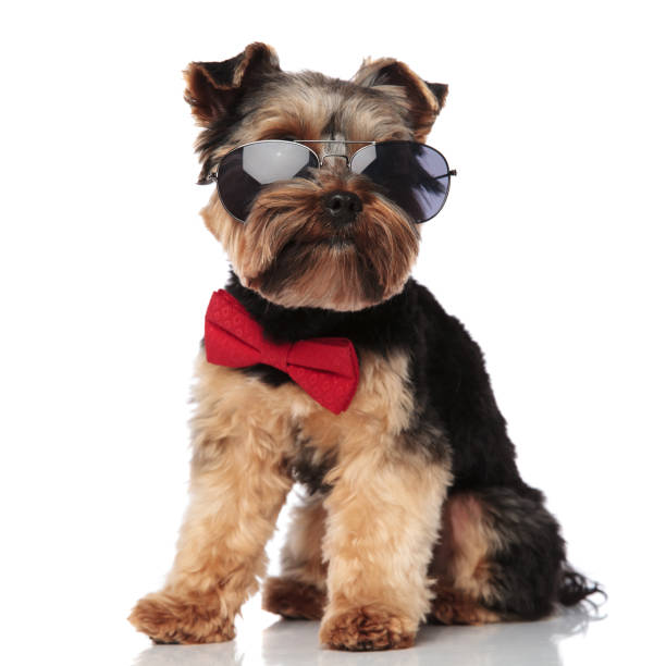 istock seated classy yorkie wearing sunglasses looks to side 1132019728
