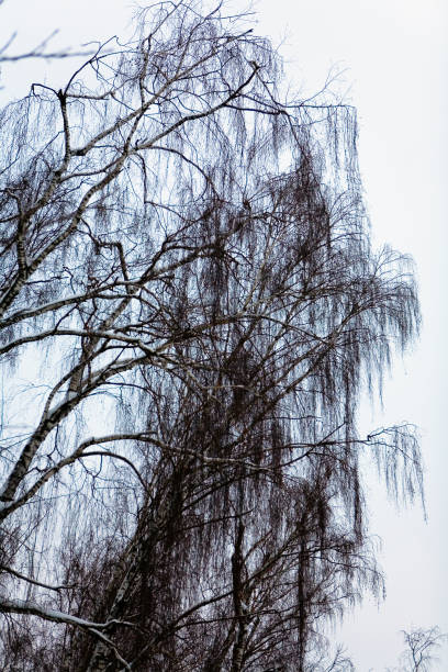 istock Hanging branches of birch against the sky in the evening. 1132020794
