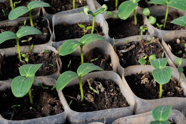 istock Growing cucumber seedlings in the greenhouse 1132020944