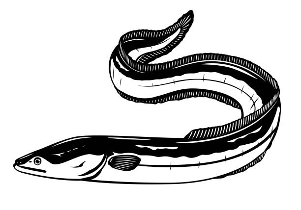 ilustraciones, imágenes clip art, dibujos animados e iconos de stock de pescado europeo de anguila blanco y negro - saltwater eel